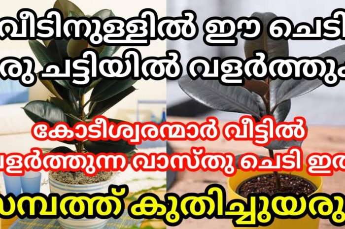 സാമ്പത്തികം കൈവരിക്കാൻ വേണ്ടി വീട്ടിൽ തന്നെ വെച്ചു പിടിപ്പിക്കാവുന്ന നല്ല ഒരു ഇനം ചെടികൾ