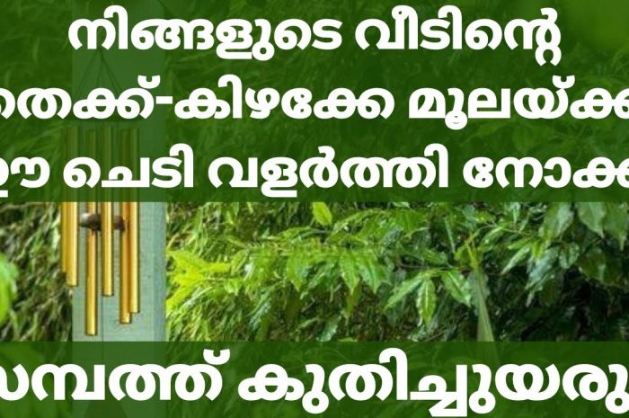 നിങ്ങളുടെ വീടിന്റെ ഈ ഭാഗത്ത് ഈ ചെടി വെച്ചുപിടിപ്പിക്കുക സാമ്പത്തിക മുന്നേറ്റത്തിന് ഏറ്റവും ഉത്തമം