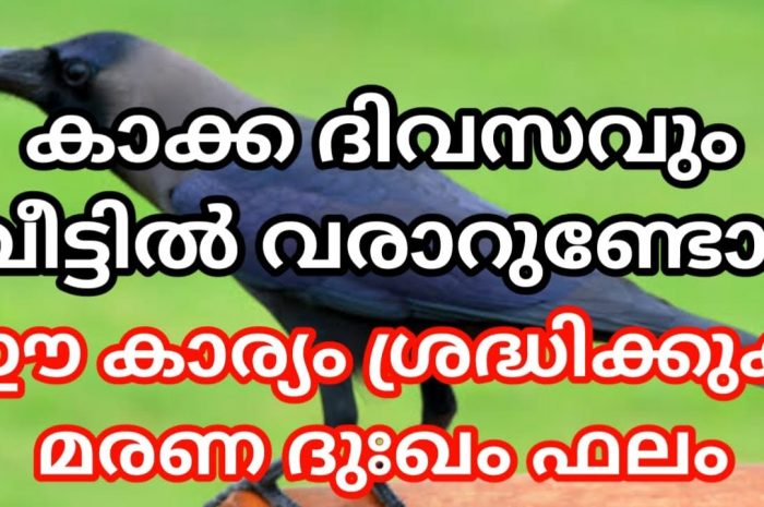 കാക്ക വീട്ടിൽ വന്ന് ഇത്തരത്തിലുള്ള ലക്ഷണങ്ങൾ കാണിക്കുകയാണെങ്കിൽ തീർച്ചയായും നിങ്ങൾ ശ്രദ്ധിക്കേണ്ട ചില കാര്യങ്ങൾ