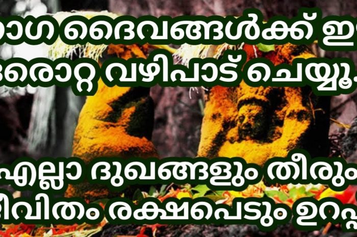 നാഗ ദൈവങ്ങളുടെ പ്രീതിക്കായി നിങ്ങൾ ഈ പറയുന്നതുപോലെ ചെയ്തു നോക്കൂ തീർച്ചയായും നിങ്ങളുടെ ജീവിതത്തിൽ വലിയ അത്ഭുതങ്ങൾ തന്നെ നടക്കും