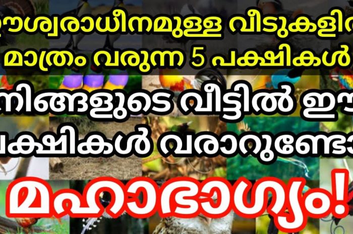 നിങ്ങളുടെ വീടുകളിലേക്ക് ഈ പക്ഷികൾ വന്നു കഴിഞ്ഞാൽ തീർച്ചയായും ഐശ്വര്യം എന്ന് വേണം കരുതാൻ