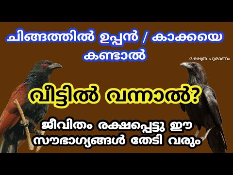 നിങ്ങളുടെ വീടുകളിൽ ഈ പറയുന്ന പക്ഷികളെ കണ്ടാൽ ഉണ്ടാകാൻ പോകുന്ന അനുഭവങ്ങൾ