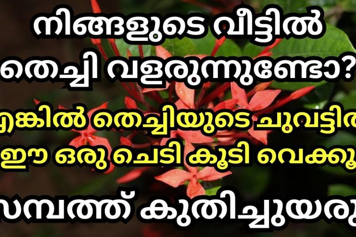 വീടുകളിൽ തെച്ചി വെച്ച് പിടിപ്പിക്കേണ്ടത് ഏറ്റവും പ്രധാന കാരണം ഇതാണ്