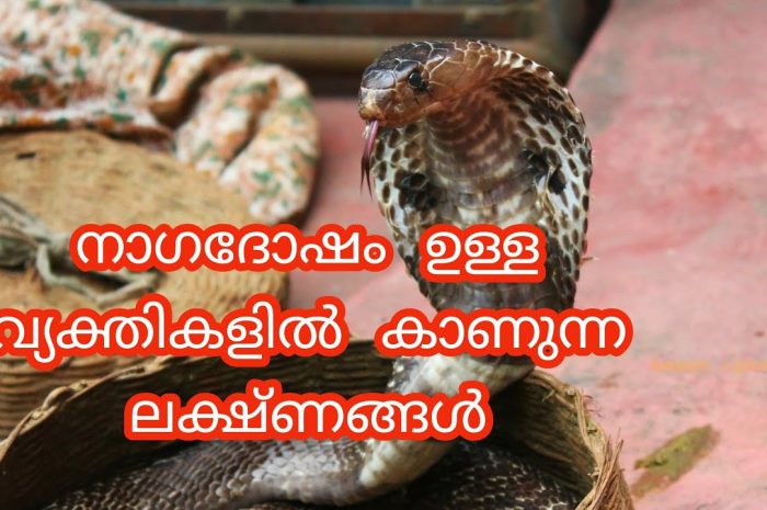 സർപ്പ ദോഷം സംഭവിച്ചവർക്ക് ഈ ലക്ഷണങ്ങളും ഒക്കെ തന്നെ ഉണ്ടാകുന്നതാണ് എന്നാൽ ഇവർ ശ്രദ്ധിക്കേണ്ട ചില കാര്യങ്ങളുണ്ട്