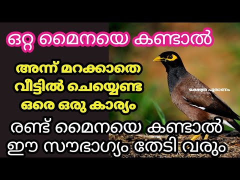 നിങ്ങൾ ഒറ്റ മൈനയെ കണ്ടുകഴിഞ്ഞ് പുറത്തിറങ്ങിയാൽ ഇതെല്ലാം സംഭവിക്കുന്നതാണ്