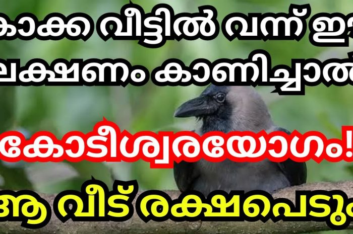 കാക്ക നിങ്ങളുടെ എപ്പോഴെങ്കിലും നിങ്ങളുടെ വീട്ടിലെ കട്ടിലിൽ വന്നിരുന്നിട്ടുണ്ടോ.