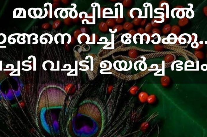 മയിൽപീലി നിങ്ങൾ വീട്ടിൽ ഈ പറയുന്ന രീതിയിൽ സൂക്ഷിച്ചു നോക്കൂ തീർച്ചയായും നിങ്ങളുടെ വീട്ടിലെ അത്ഭുതങ്ങൾ കാണാം