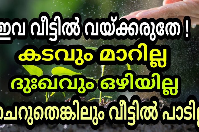 നിങ്ങടെ വീടുകളിൽ ഒരിക്കലും ഈ ചെടികൾ വച്ചുപിടിപ്പിക്കരുത്