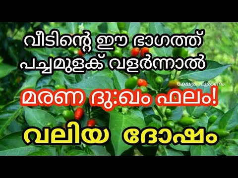 നിങ്ങൾ പച്ചമുളക് ചെടി വളർത്താൻ ഇഷ്ടപ്പെടുന്നവരാണ് എങ്കിൽ ഇത് കാണുക…