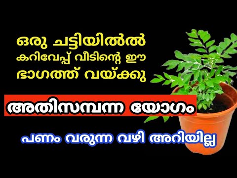 നിങ്ങളുടെ വീട്ടിലുള്ള കറിവേപ്പിലയെ കുറിച്ച് ഈ കാര്യങ്ങൾ അറിയാതെ പോകരുത്…