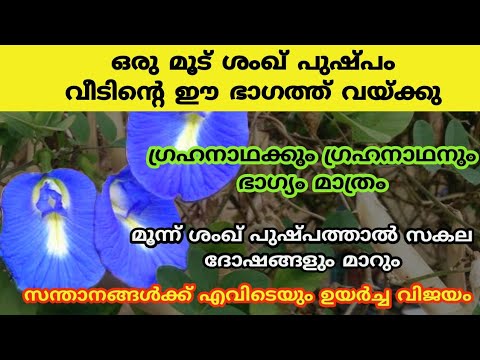 നിങ്ങൾ വീട്ടിൽ ശംഖുപുഷ്പം വളർത്തുന്നുണ്ടോ? ഇല്ലെങ്കിൽ ഇത്തരത്തിൽ ഒന്ന് വളർത്തി നോക്കൂ…