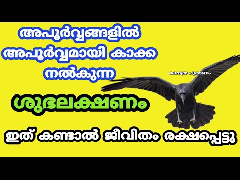 കാക്കകൾ നിങ്ങളുടെ വീട്ടിൽ വന്ന് നൽകുന്ന ശുഭലക്ഷണങ്ങൾ എന്തെല്ലാമാണ് എന്നറിയാൻ ഇത് കാണുക…