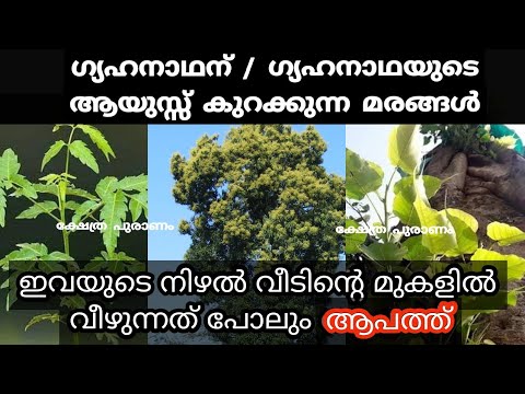 ഇത്തരം വൃക്ഷങ്ങൾ നിങ്ങളുടെ വീടിനടുത്തുണ്ട് എങ്കിൽ ദോഷം മാറില്ല…