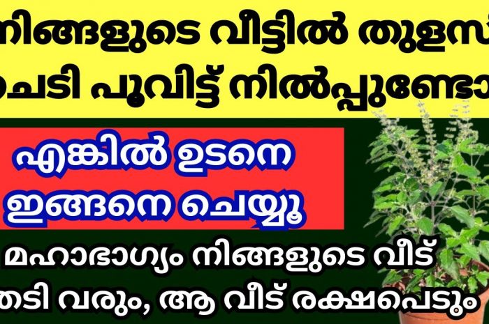 നിങ്ങളുടെ വീടുകളിൽ തുളസി പൂത്തിട്ടുണ്ട് എങ്കിൽ ഇങ്ങനെ ഒന്ന്  ചെയ്യൂ…