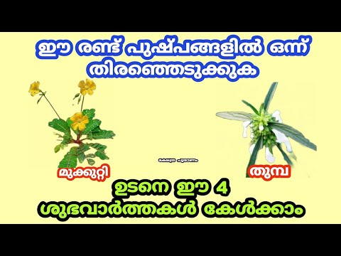 നിങ്ങൾക്ക് ദൈവാനുഗ്രഹം ഉണ്ടോ എന്നറിയാൻ ഈ പൂക്കളിൽ ഒന്ന് തിരഞ്ഞെടുക്കുക…