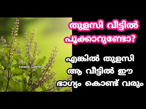 തുളസിച്ചെടി നട്ടുപിടിപ്പിക്കാൻ ഇഷ്ടപ്പെടുന്നവരാണ് നിങ്ങളെങ്കിൽ ഇത് മനസ്സിലാക്കുക…