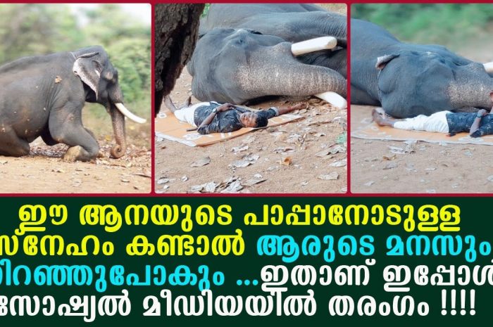 ഈ കുട്ടിക്കുറുമ്പന്റെ പാപ്പാനോടുള്ള സ്നേഹം ആരും കണ്ടില്ലെന്ന് നടിക്കല്ലേ…