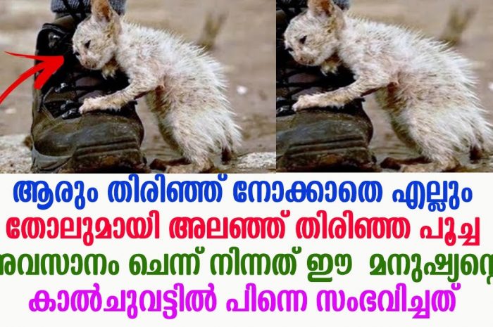 ഈ പൂച്ചക്കുഞ്ഞിന്റെ അതിജീവനത്തിന്റെ കഥ നിങ്ങൾ ആരും അറിയാതെ പോകരുതേ…