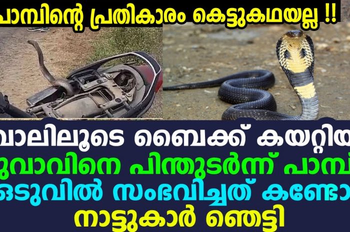 പ്രതികാരം ചെയ്യാനായി കിലോമീറ്ററോളം ഇഴഞ്ഞുവന്ന് ഒരു വിഷപ്പാമ്പ്…