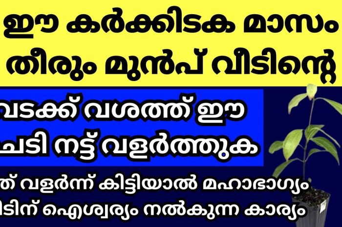 ഈ മാസത്തിൽ ഇത്തരം ചില സസ്യങ്ങൾ നിങ്ങളുടെ വീട്ടിൽ നട്ടു വളർത്തി നോക്കൂ…