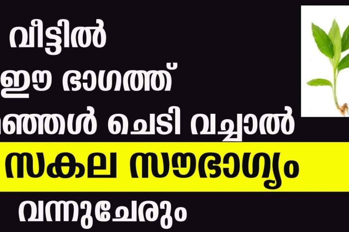 നിങ്ങളുടെ വീട്ടിൽ മഞ്ഞൾ ചെടി ഉണ്ടെങ്കിൽ ഉറപ്പായും ഇതൊന്നു കേട്ട് നോക്കൂ…